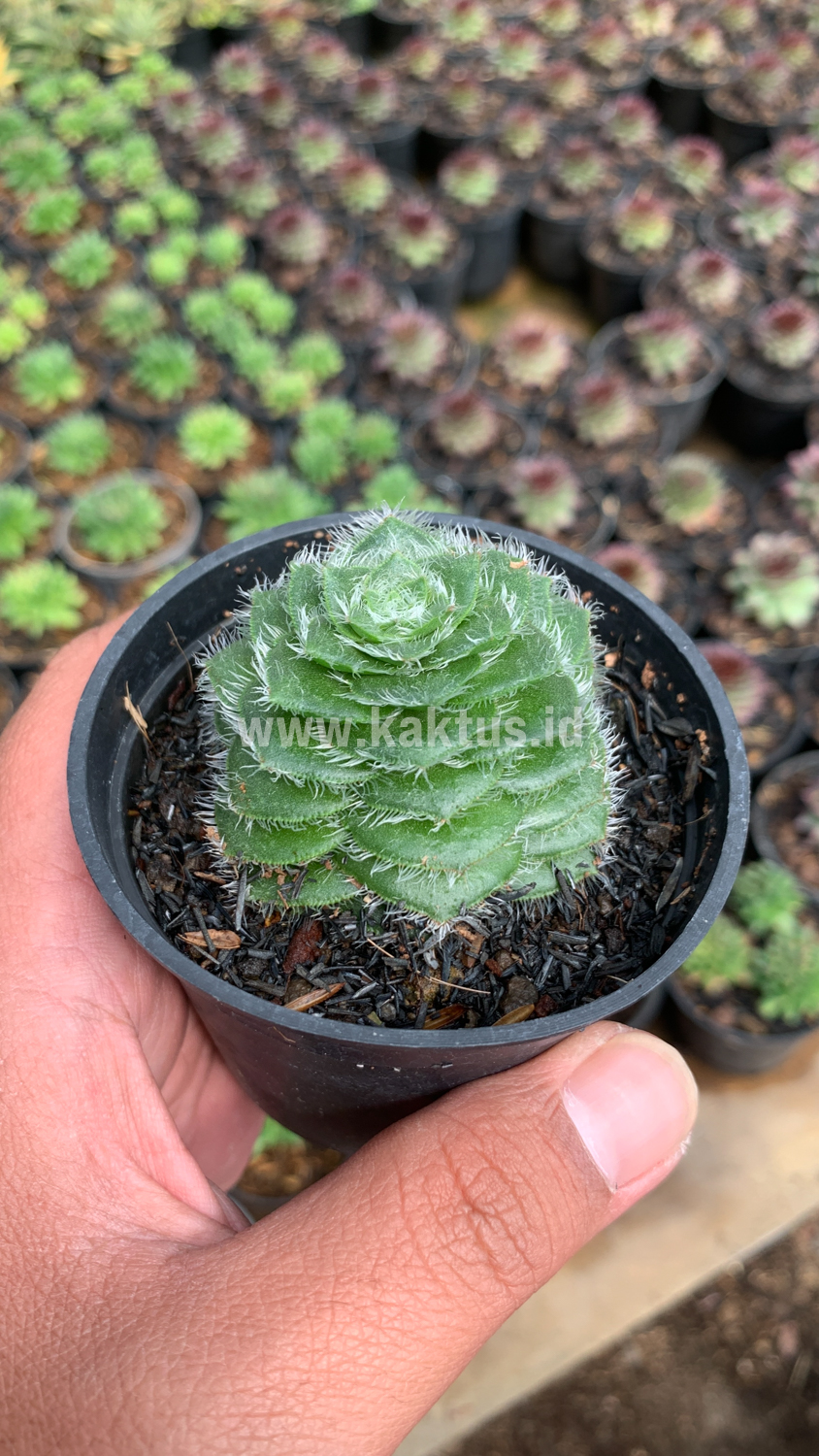 797. Crassula Barbata - Image 6