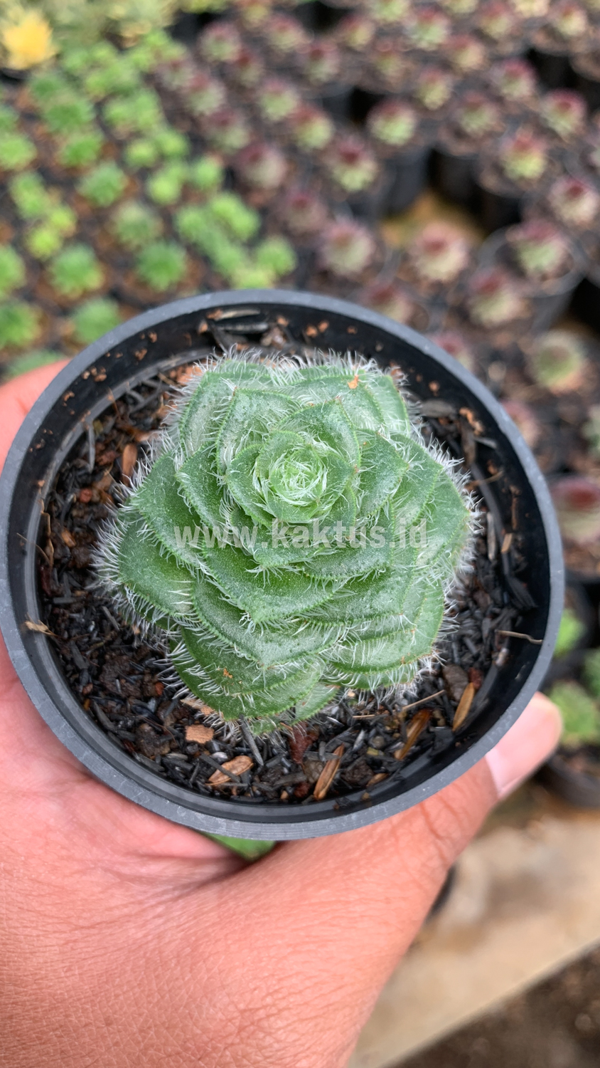 797. Crassula Barbata - Image 4