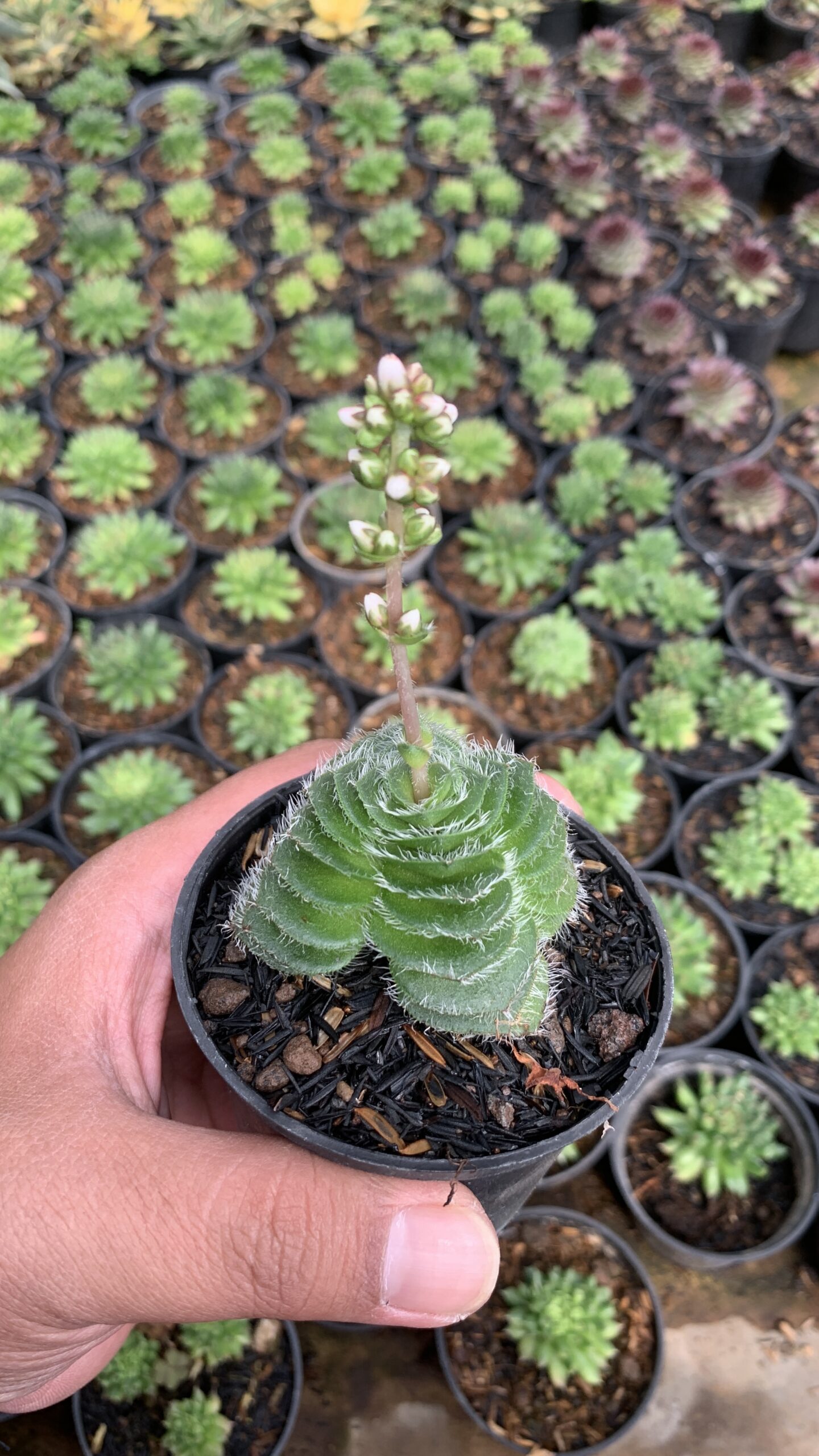797. Crassula Barbata - Image 12