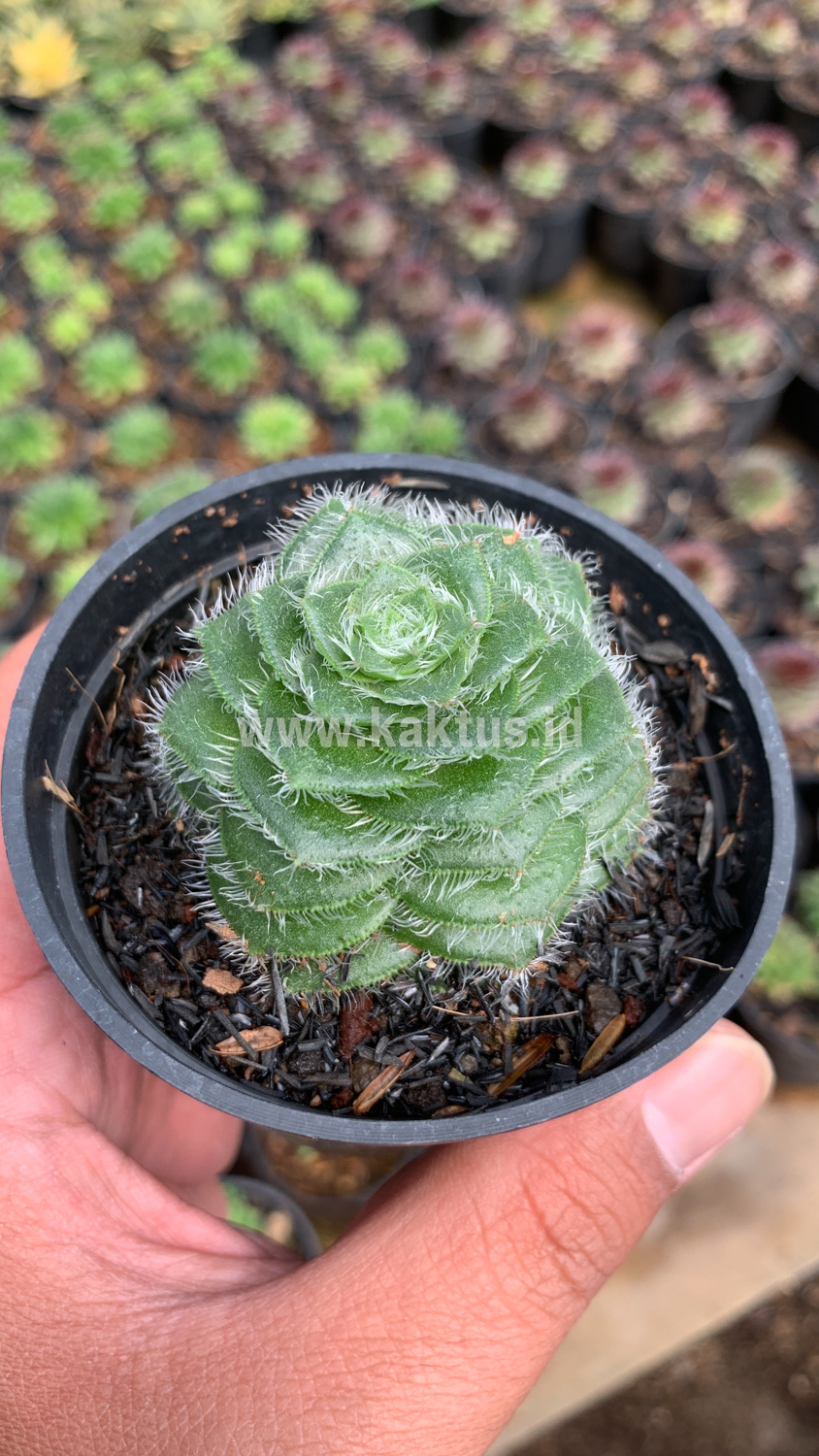797. Crassula Barbata - Image 3