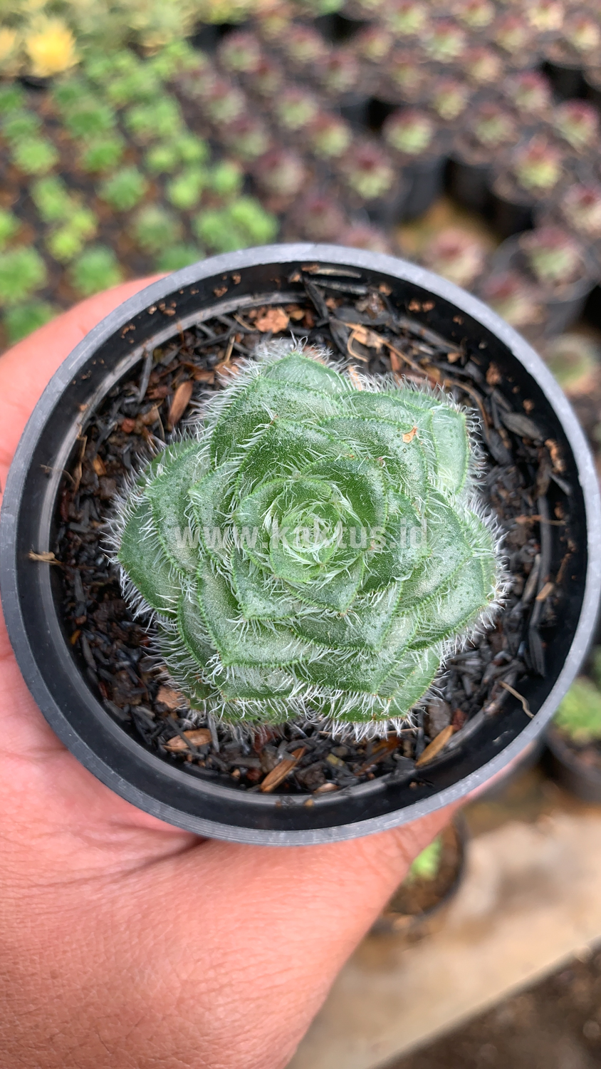 797. Crassula Barbata - Image 2