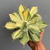 799. Agave Isthmensis Striata Variegated