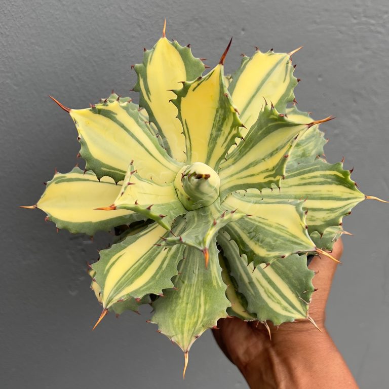 799. Agave Isthmensis Striata Variegated