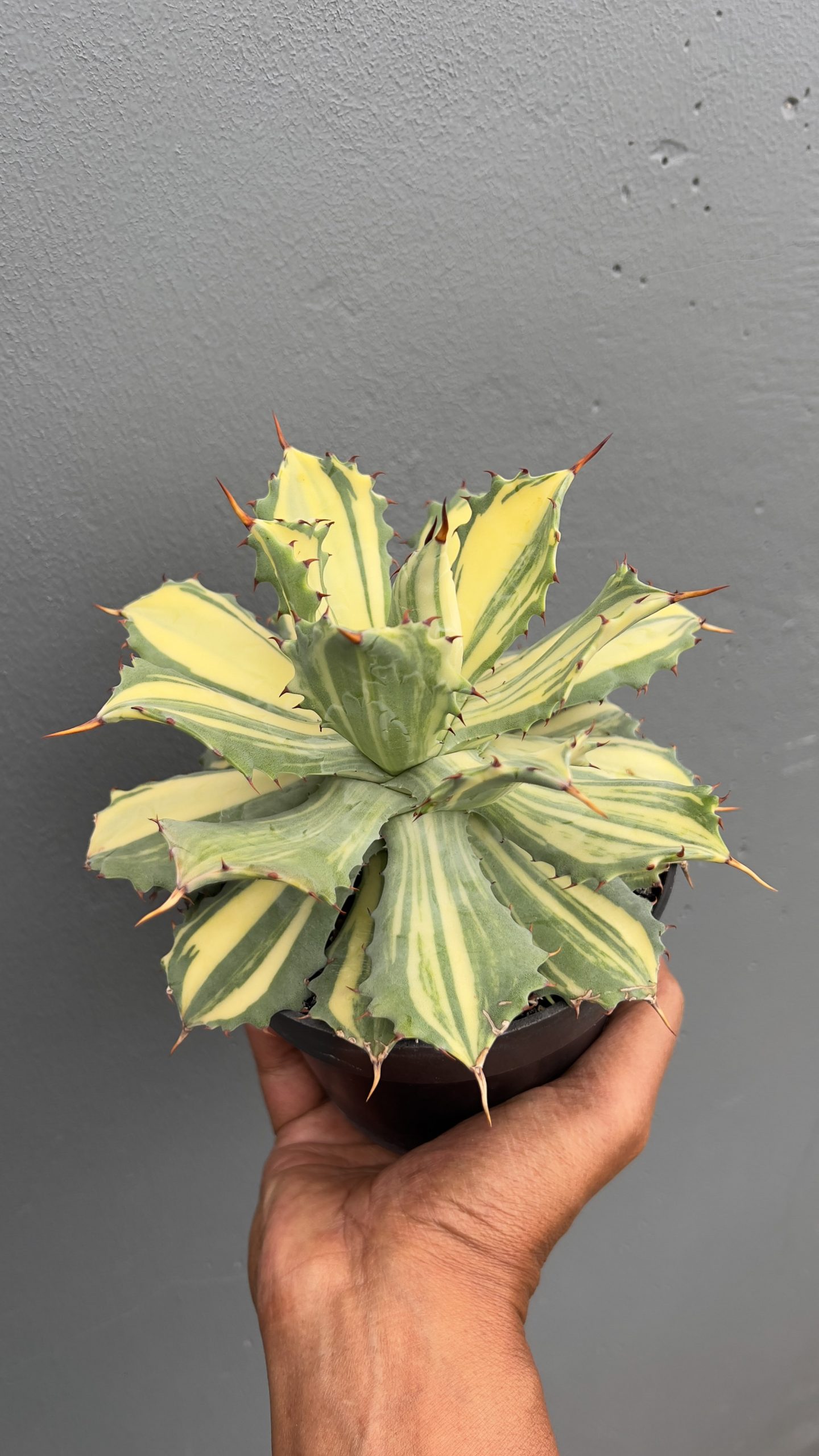 799. Agave Isthmensis Striata Variegated - Image 4