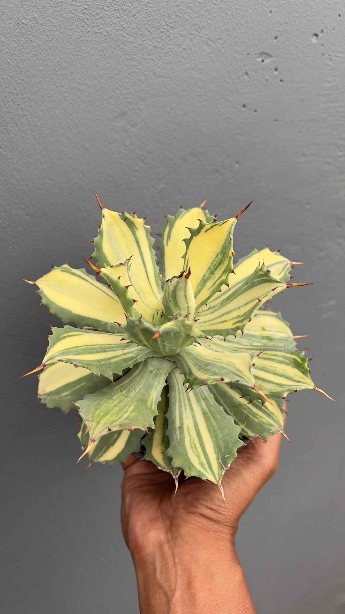 799. Agave Isthmensis Striata Variegated - Image 5
