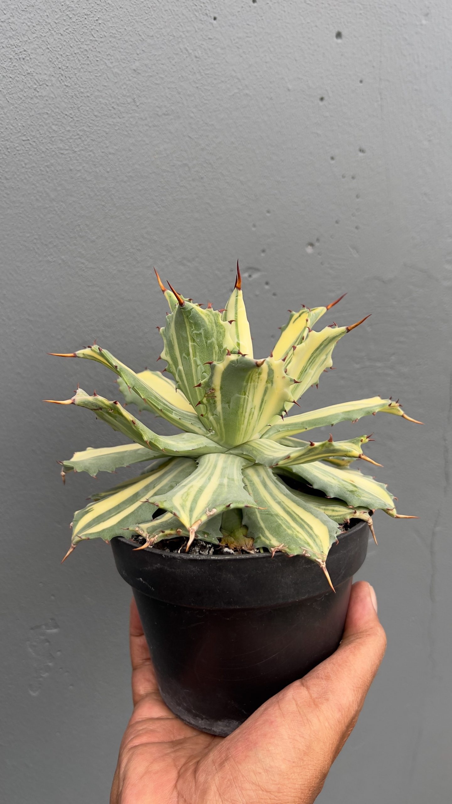 799. Agave Isthmensis Striata Variegated - Image 2