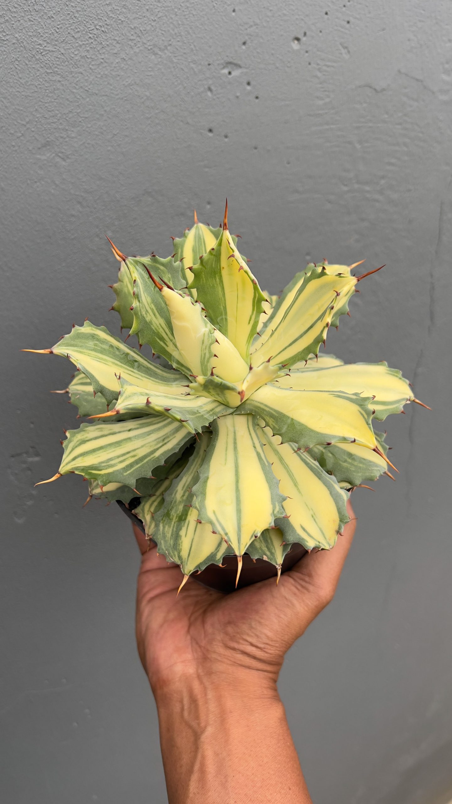 799. Agave Isthmensis Striata Variegated - Image 6