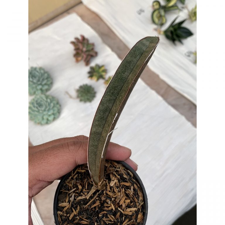 801. Sansevieria Pink Bat