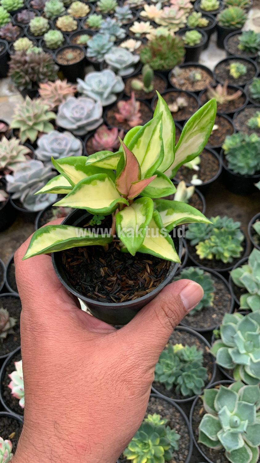 803. Hoya Carnosa Rubra 'Krimson Princess' - Image 6