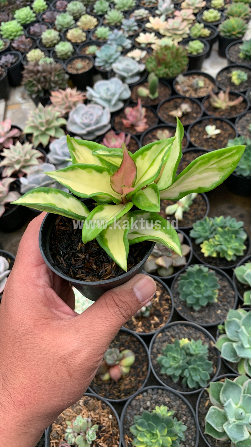 803. Hoya Carnosa Rubra 'Krimson Princess' - Image 3