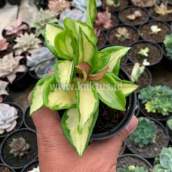 Alternative view of 803. Hoya Carnosa Rubra 'Krimson Princess'