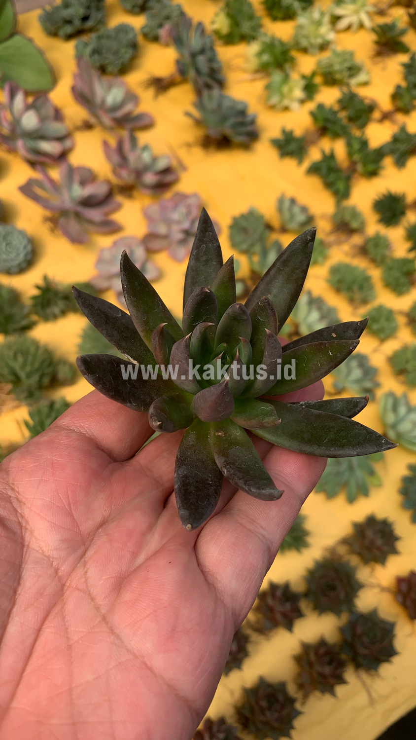 804. Echeveria Black Knight - Image 8