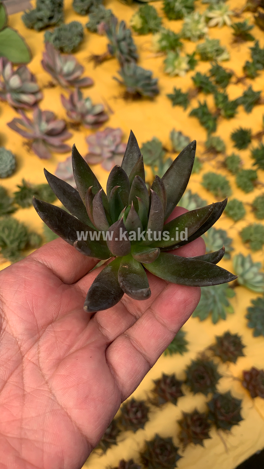 804. Echeveria Black Knight - Image 7