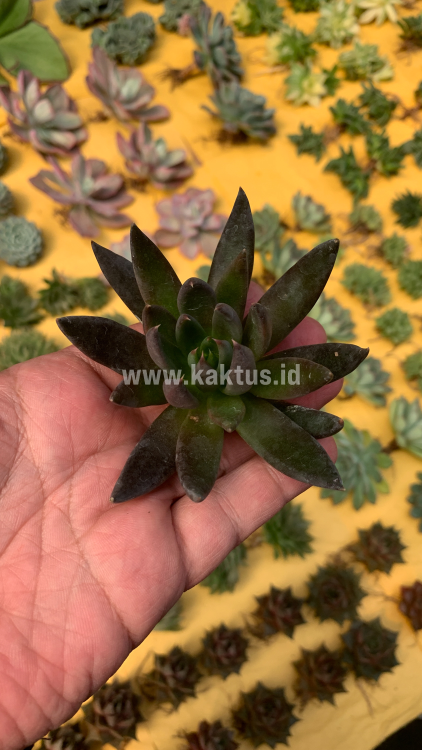 804. Echeveria Black Knight - Image 6