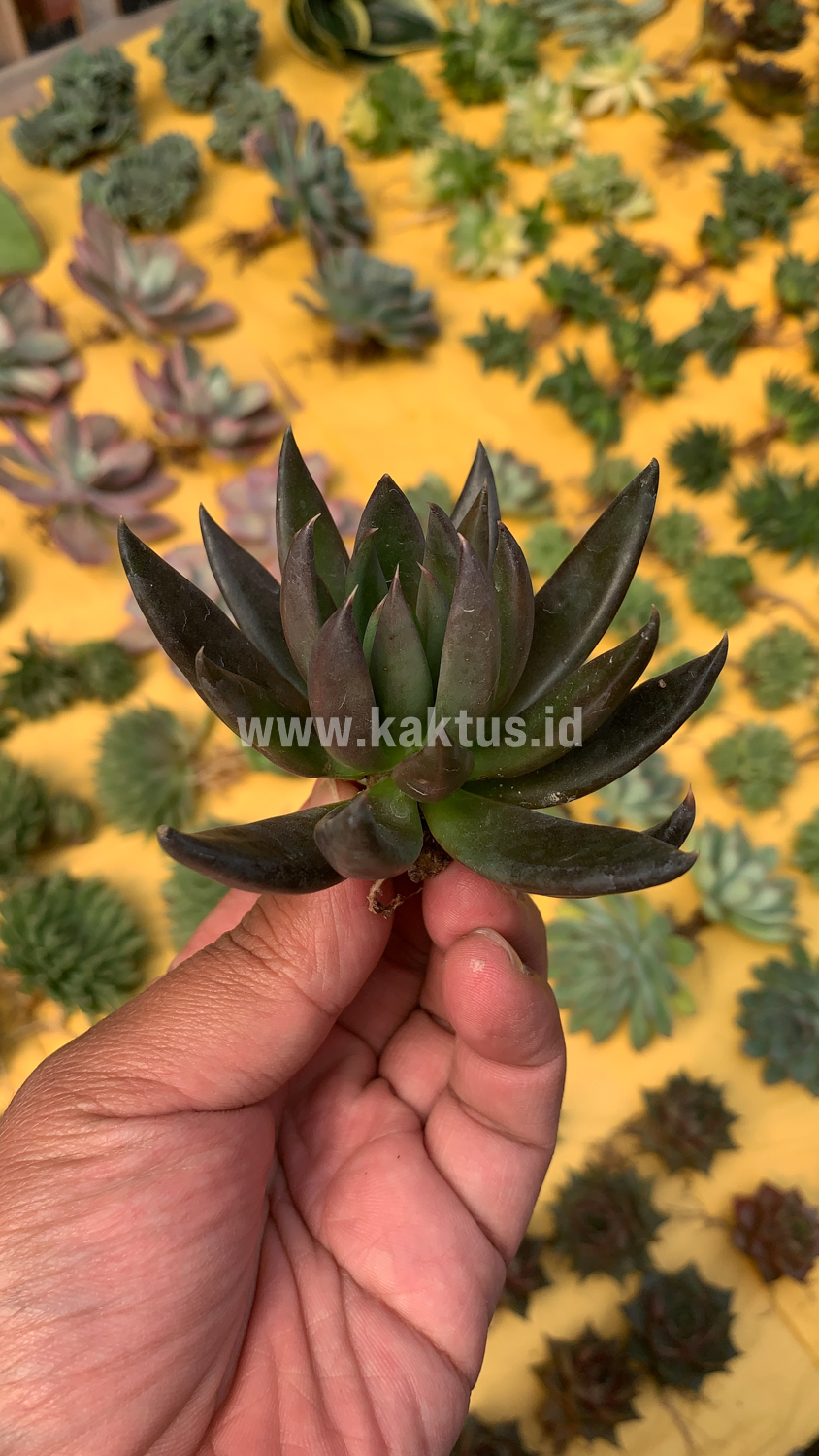 804. Echeveria Black Knight - Image 5