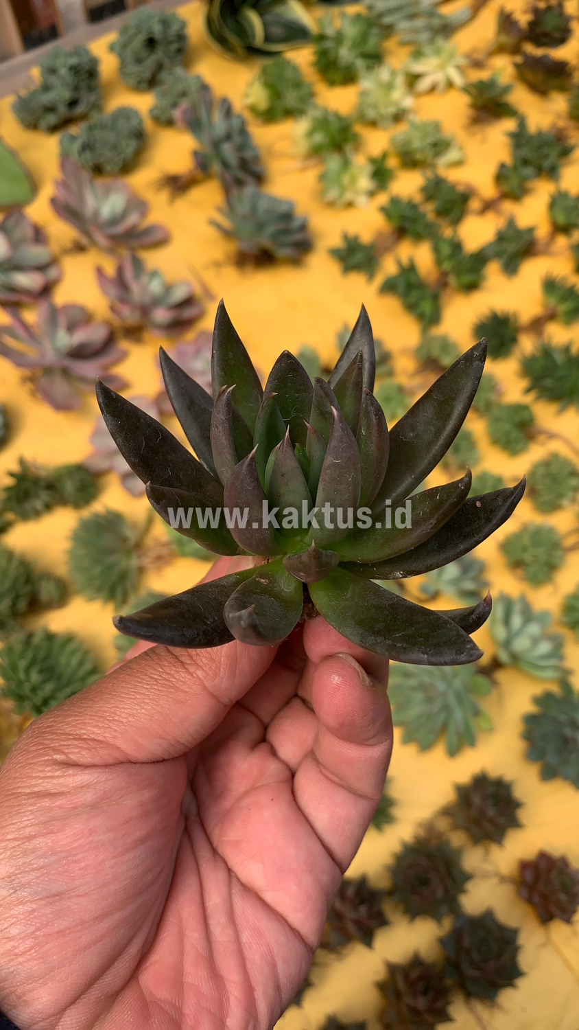 804. Echeveria Black Knight - Image 4
