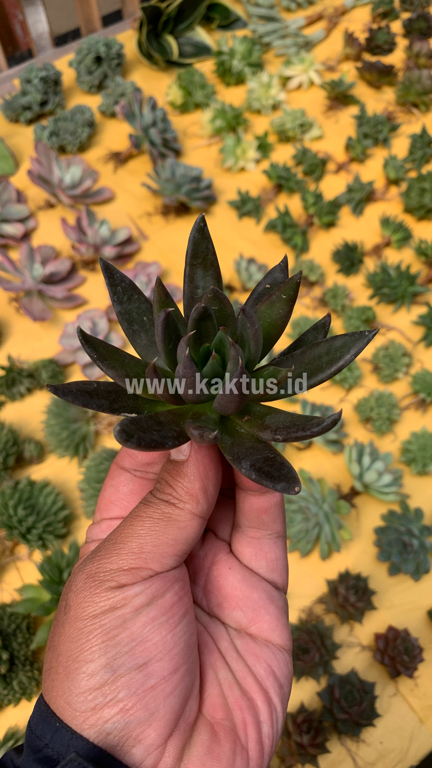 804. Echeveria Black Knight - Image 3