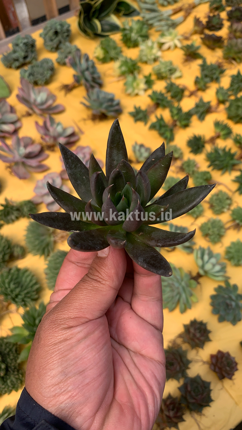 804. Echeveria Black Knight - Image 2