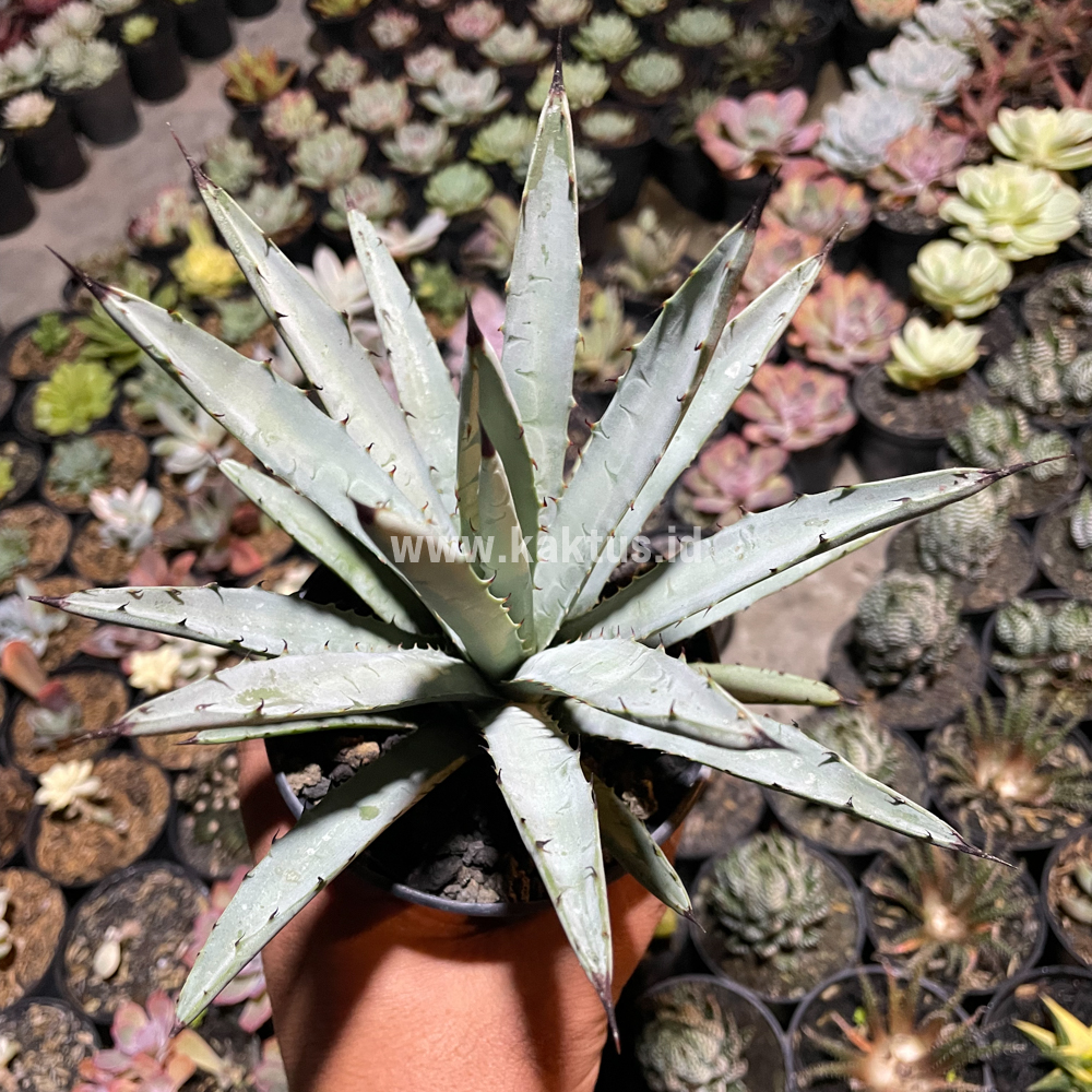 805. Agave Macrocantha Black-spined - Image 4
