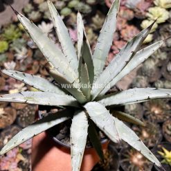Alternative view of 805. Agave Macrocantha Black-spined