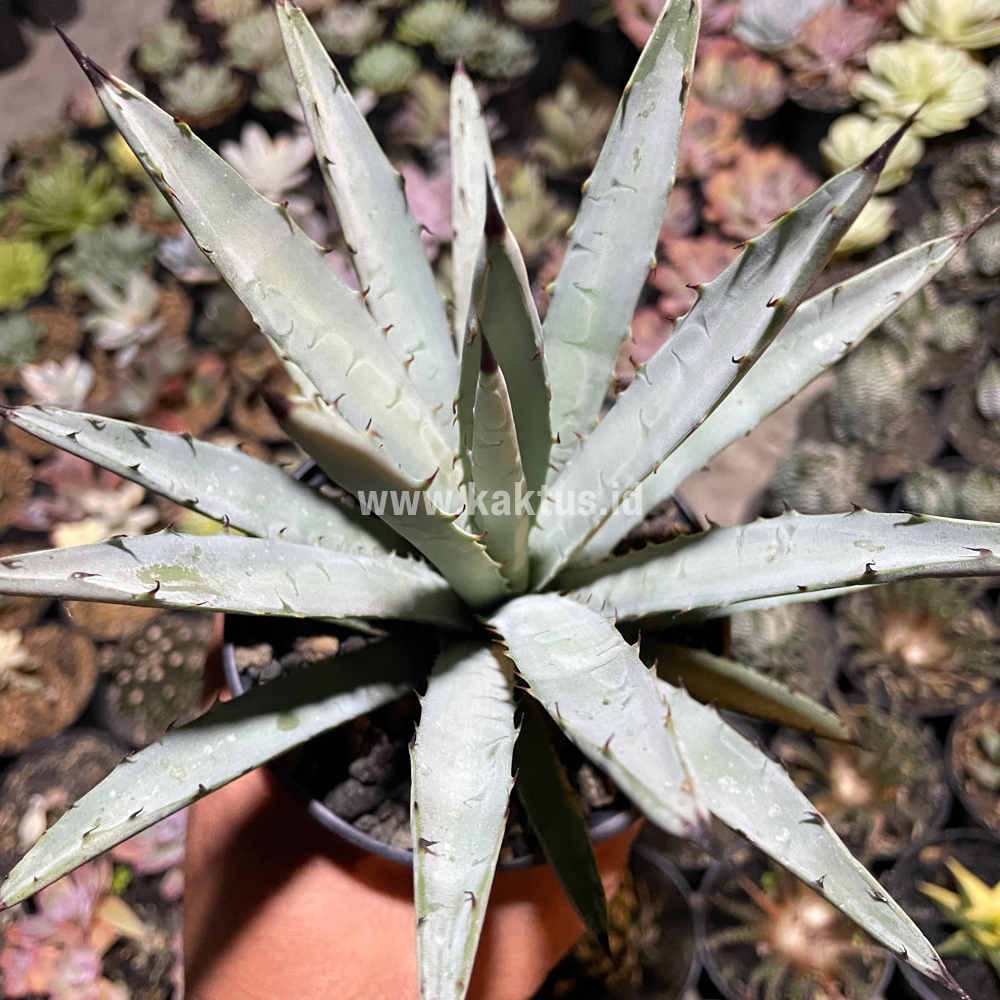 805. Agave Macrocantha Black-spined - Image 2