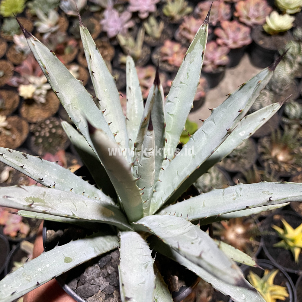 805. Agave Macrocantha Black-spined - Image 5