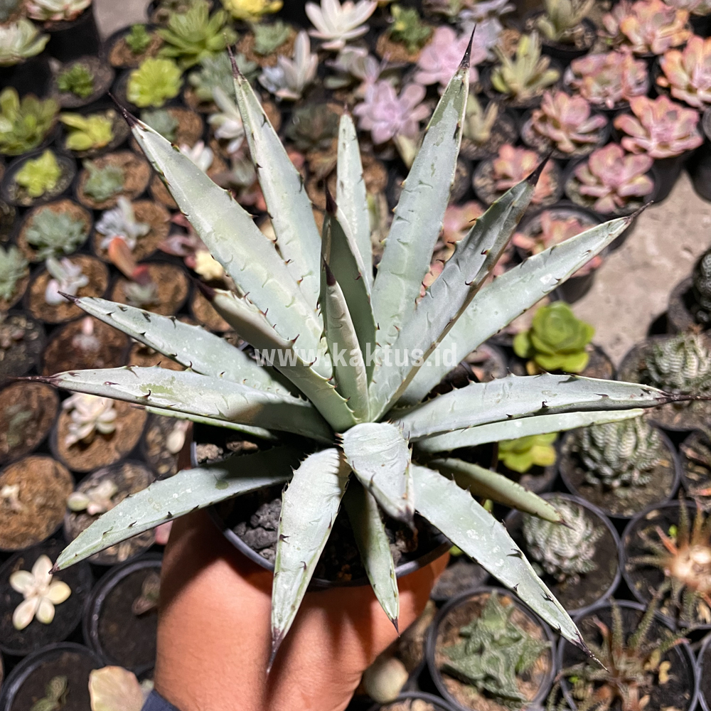 805. Agave Macrocantha Black-spined - Image 6