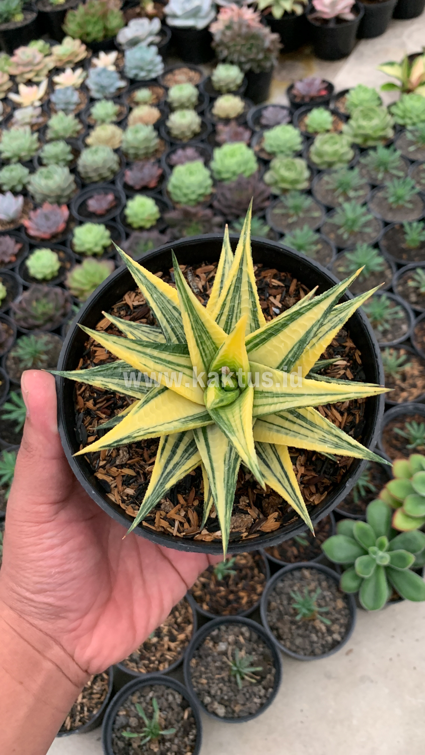 806. Haworthia Limifolia Hybrid Variegated - Image 3