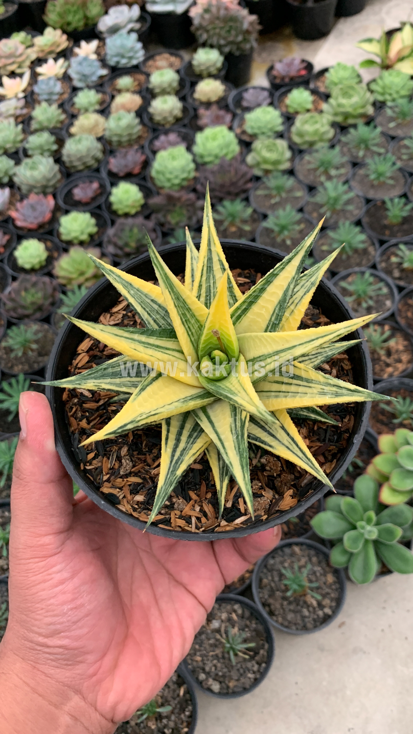 806. Haworthia Limifolia Hybrid Variegated - Image 4