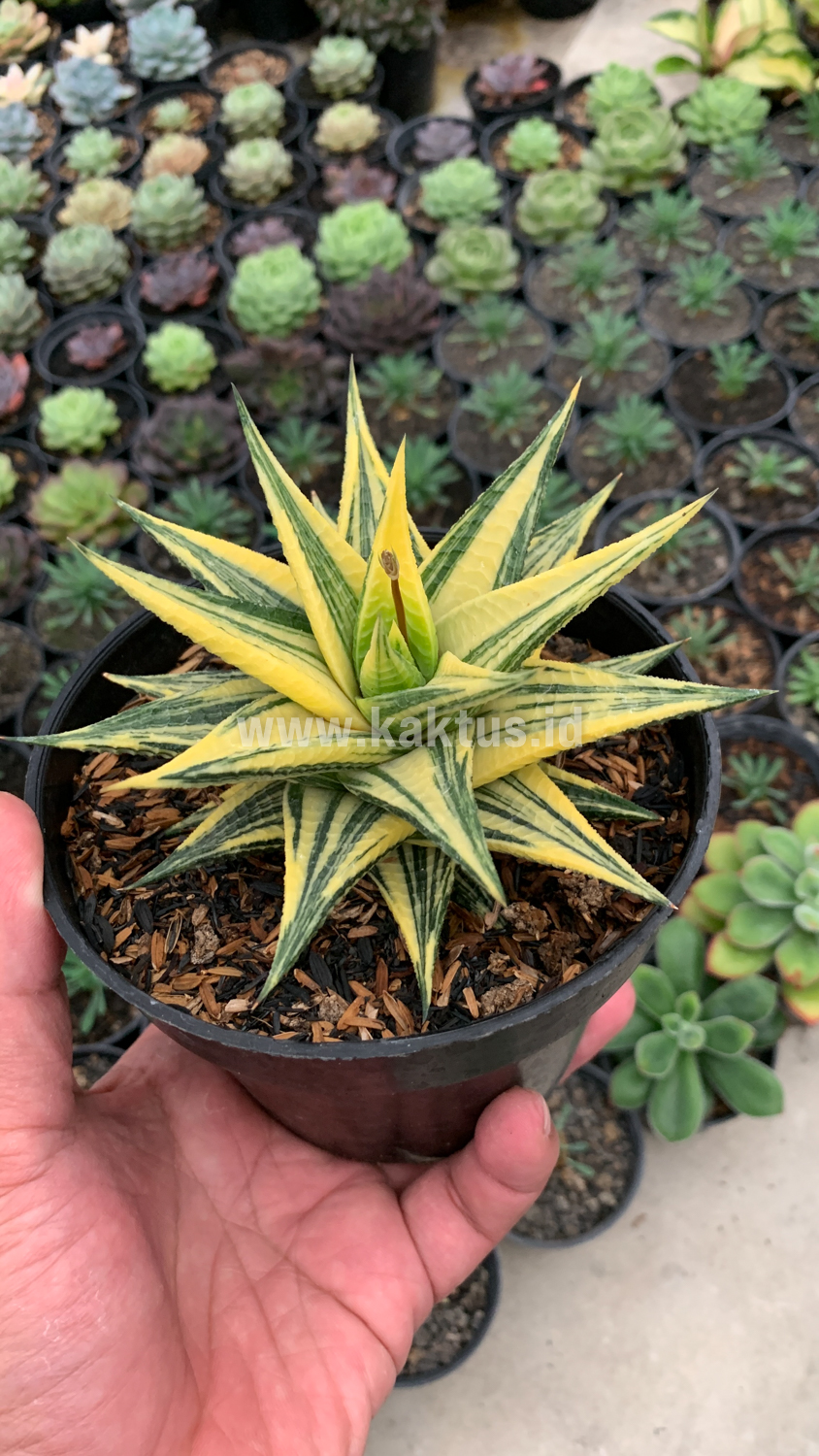 806. Haworthia Limifolia Hybrid Variegated - Image 5