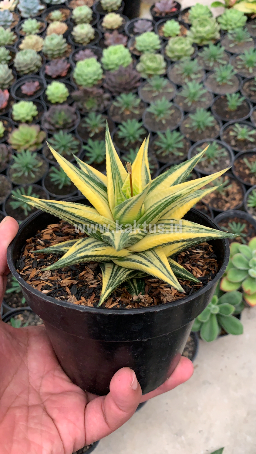 806. Haworthia Limifolia Hybrid Variegated - Image 6
