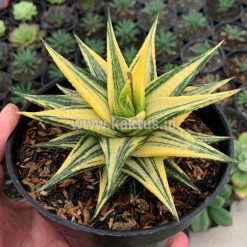 Alternative view of 806. Haworthia Limifolia Hybrid Variegated