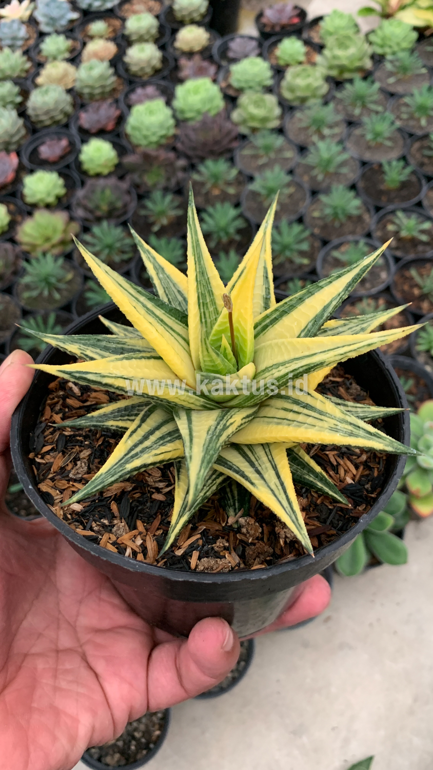 806. Haworthia Limifolia Hybrid Variegated - Image 2