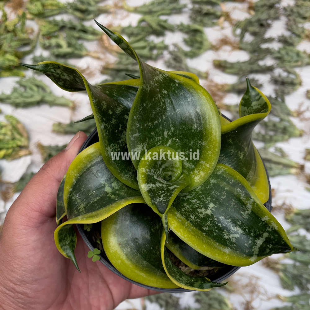 807. Sansevieria Tsunami Twister - Image 13