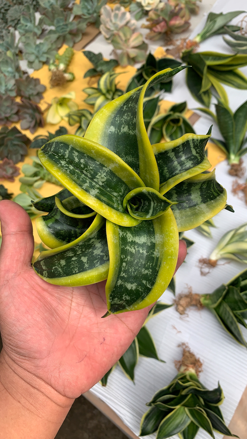 807. Sansevieria Tsunami Twister - Image 16
