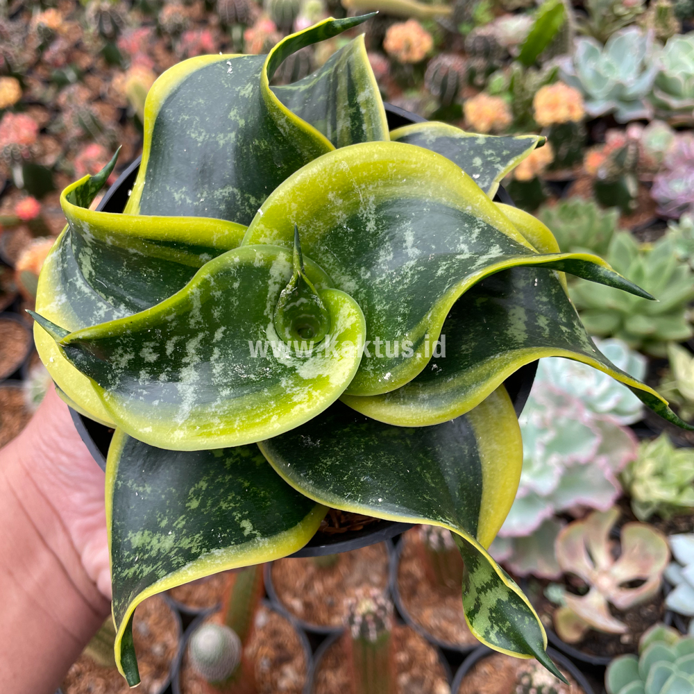 807. Sansevieria Tsunami Twister - Image 8