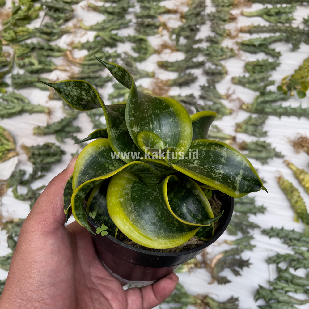 807. Sansevieria Tsunami Twister - Image 12