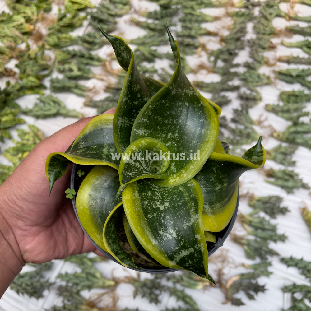 807. Sansevieria Tsunami Twister - Image 6