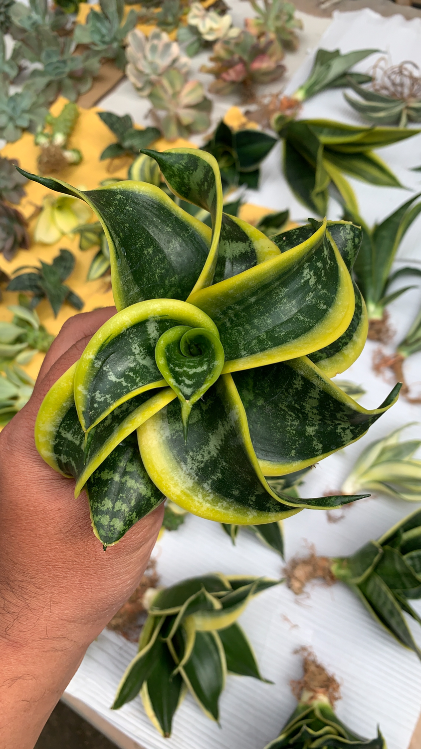 807. Sansevieria Tsunami Twister - Image 15