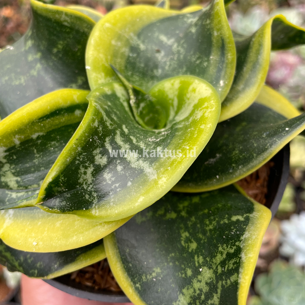 807. Sansevieria Tsunami Twister - Image 7
