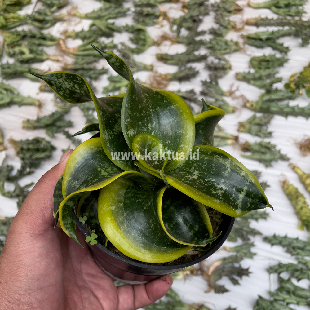 807. Sansevieria Tsunami Twister - Image 4