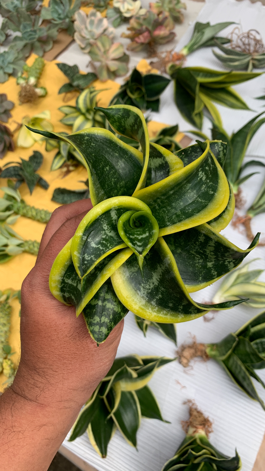 807. Sansevieria Tsunami Twister - Image 14