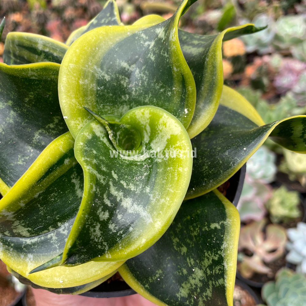 807. Sansevieria Tsunami Twister - Image 11