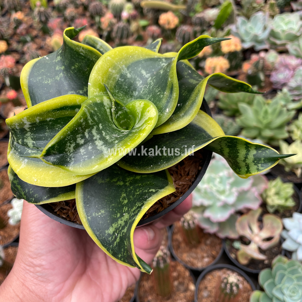 807. Sansevieria Tsunami Twister - Image 10