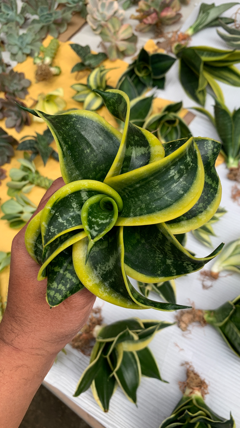 807. Sansevieria Tsunami Twister - Image 3