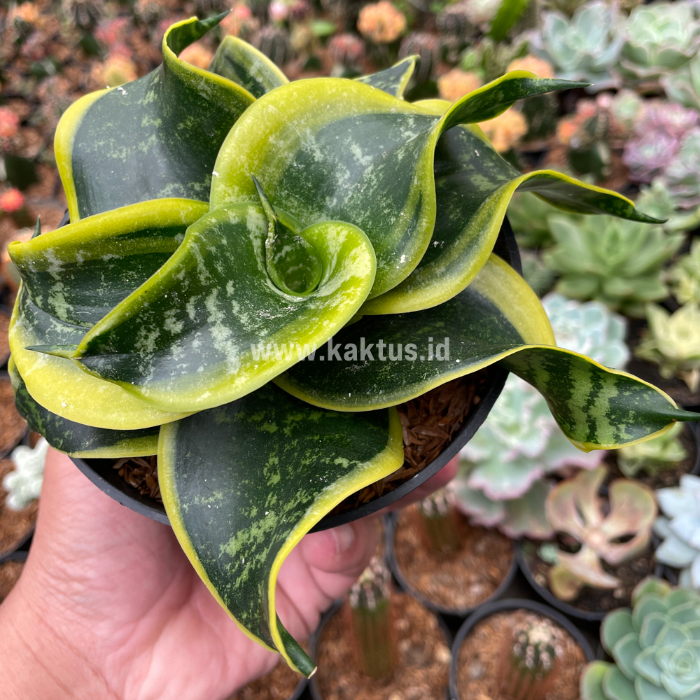 807. Sansevieria Tsunami Twister - Image 9