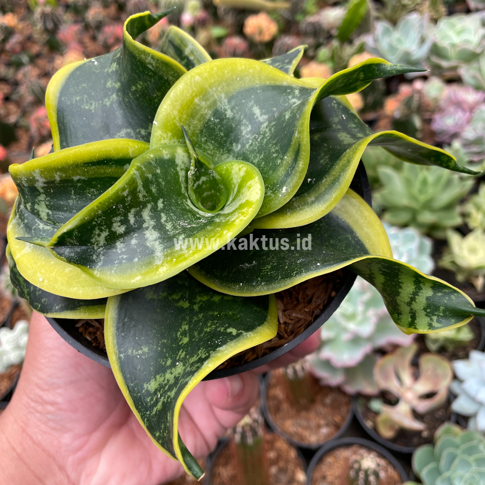 807. Sansevieria Tsunami Twister - Image 2