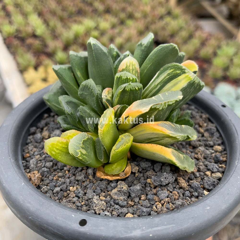 810. Haworthia Truncata Maughanii Variegated Cluster - Image 8