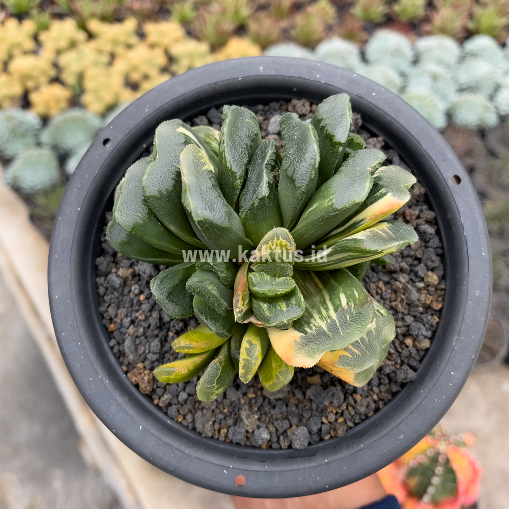 810. Haworthia Truncata Maughanii Variegated Cluster - Image 2
