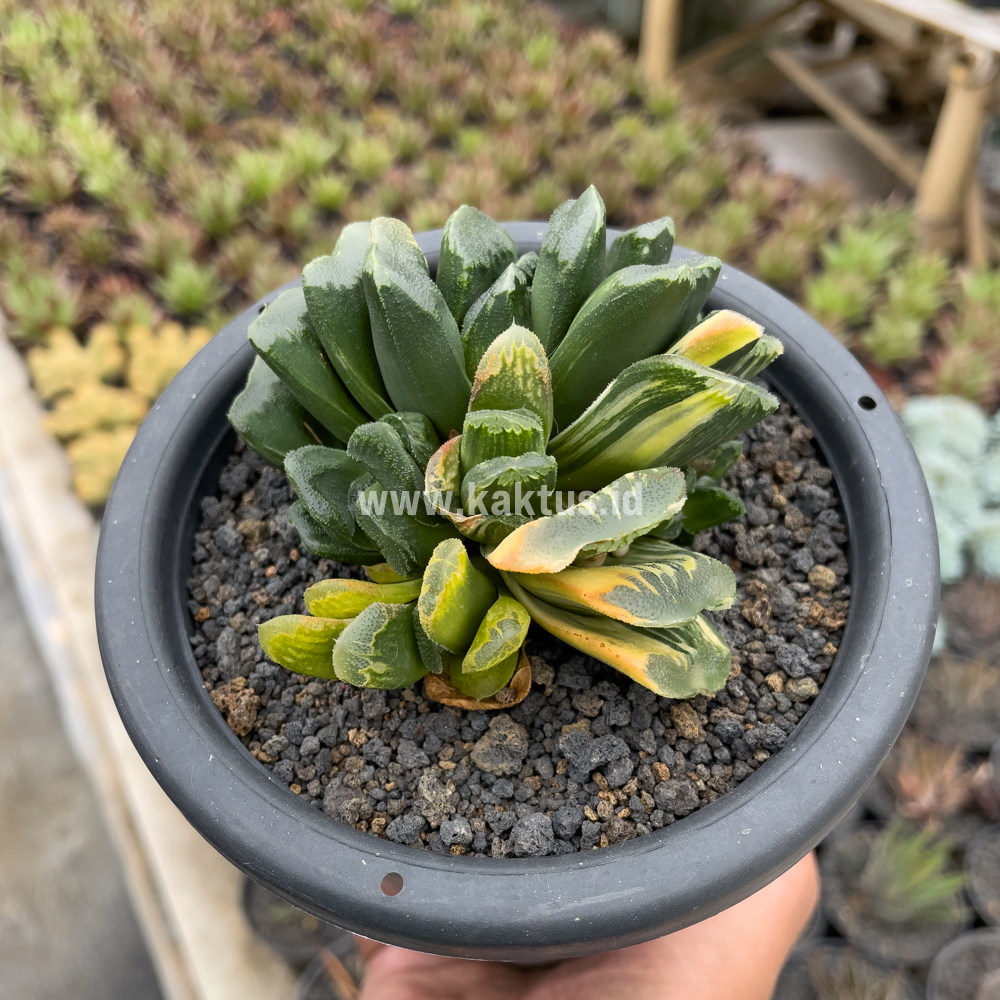810. Haworthia Truncata Maughanii Variegated Cluster - Image 6